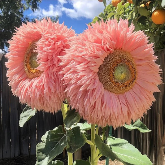 50pcs Pink Giant Teddy Bear Sunflower Seeds – Rare Non-GMO Heirloom Variety – Fluffy Double Blooms for Garden Charm